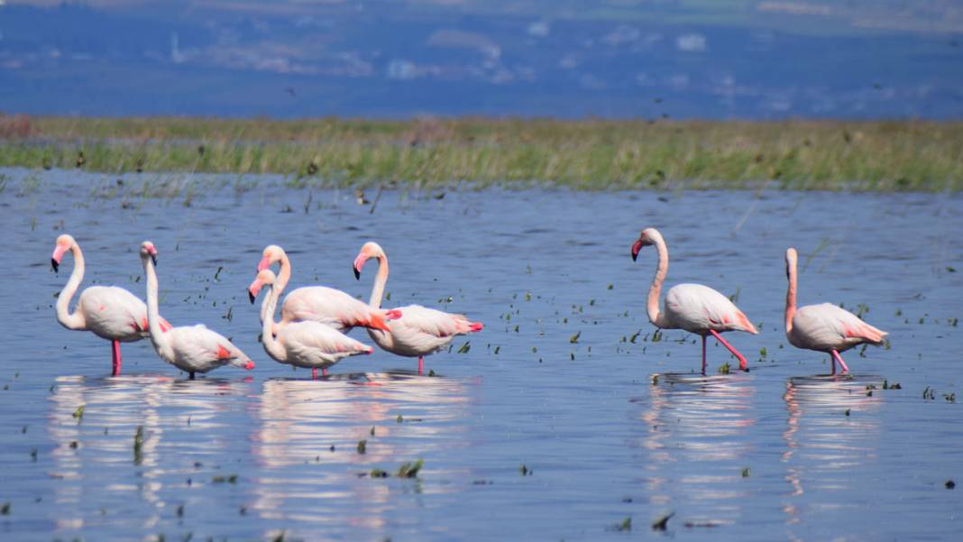 Marmara Gölü’nde yıllar sonra ilk: Göçmen kuşlar geri döndü 11