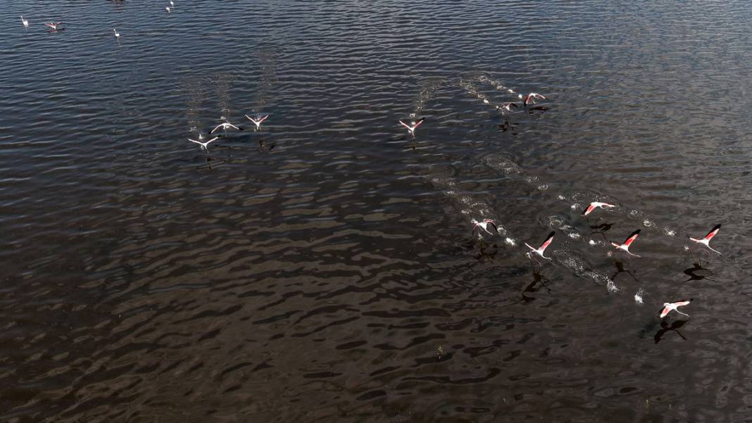 Marmara Gölü’nde yıllar sonra ilk: Göçmen kuşlar geri döndü 8