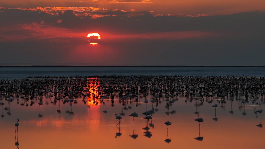 Tuz Gölü’nde son 5 yılın en yüksek flamingo yavrusu sayısına ulaşıldı 3