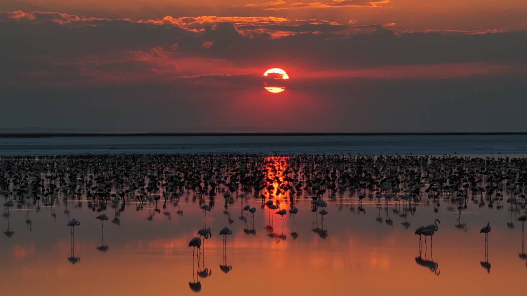 Tuz Gölü’nde son 5 yılın en yüksek flamingo yavrusu sayısına ulaşıldı 5