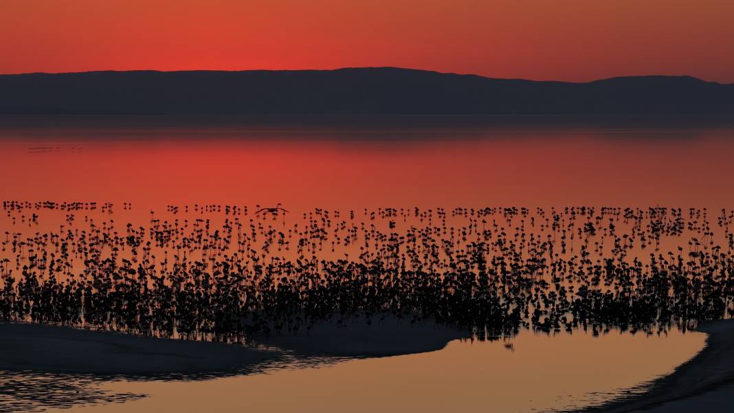 Tuz Gölü’nde son 5 yılın en yüksek flamingo yavrusu sayısına ulaşıldı 7