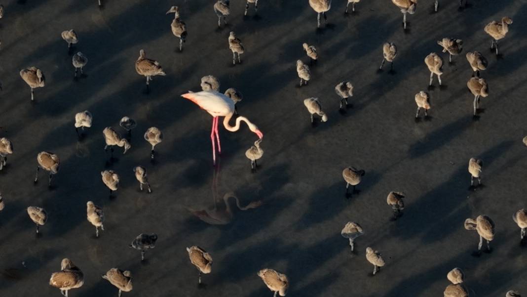 Tuz Gölü’nde son 5 yılın en yüksek flamingo yavrusu sayısına ulaşıldı 8