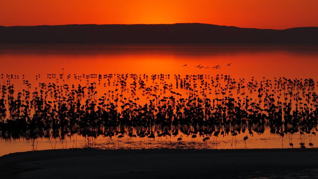 Tuz Gölü’nde son 5 yılın en yüksek flamingo yavrusu sayısına ulaşıldı 1