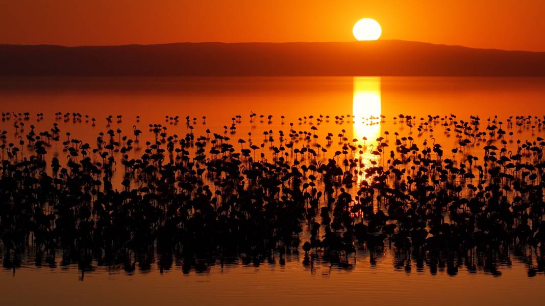 Tuz Gölü’nde son 5 yılın en yüksek flamingo yavrusu sayısına ulaşıldı 11