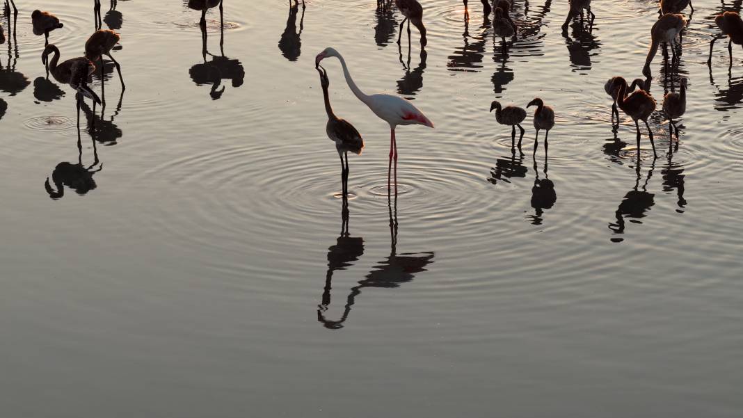 Tuz Gölü’nde son 5 yılın en yüksek flamingo yavrusu sayısına ulaşıldı 12
