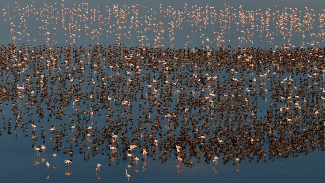 Tuz Gölü’nde son 5 yılın en yüksek flamingo yavrusu sayısına ulaşıldı 14