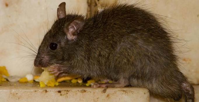 Almanya’da fare virüsü paniği