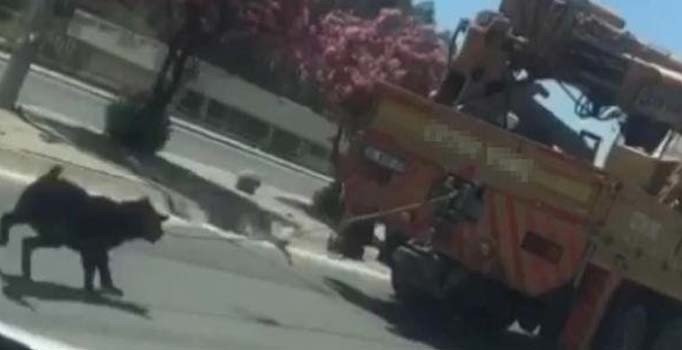 Kamyon vincinin arkasına bağlı köpekle ilerledi, 'fark etmedim' dedi