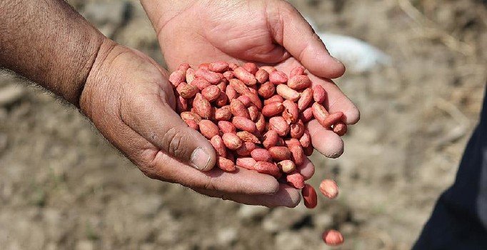 Mayıs ayının zam şampiyonu yer fıstığı oldu