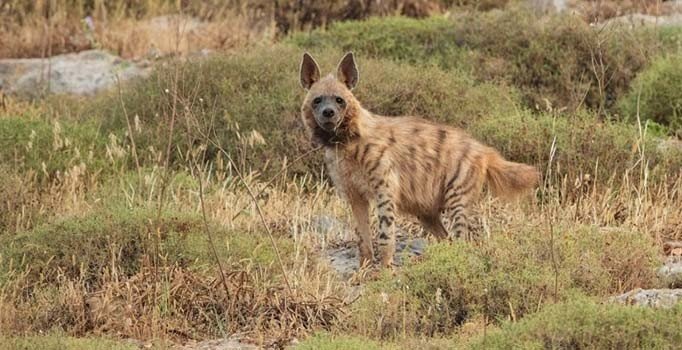 'Çizgili sırtlan' ve 'dağ ceylanı' Hatay'da görüntülendi