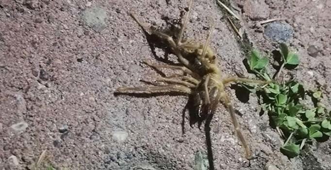 Kayseri'de et yiyen sarıkız paniği