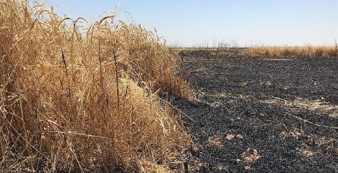 Irak'ta 40 bin dönüm tarım arazisi ateşe verildi