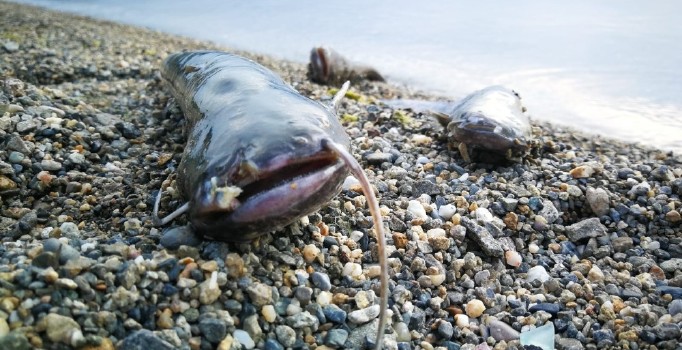 İznik Gölü’nde balık ölümleri
