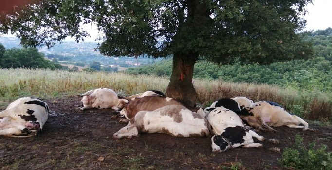 Ağaca yıldırım düştü, 10 inek telef oldu