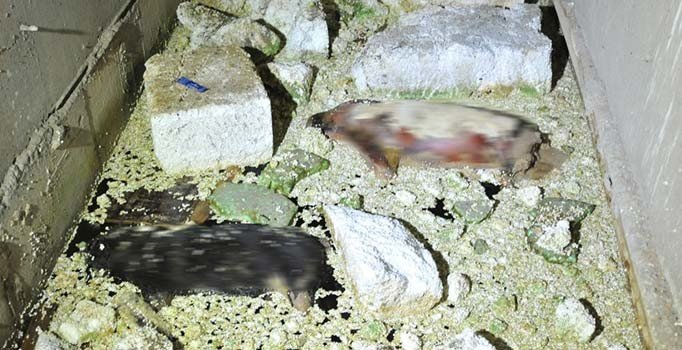 İnşaat halindeki binada 2 adet köpek ölüsü bulundu