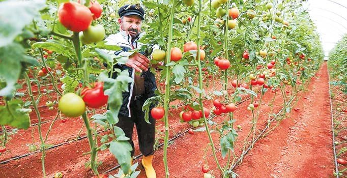 Raftaki fiyatlar tarlaya yansımaya başladı