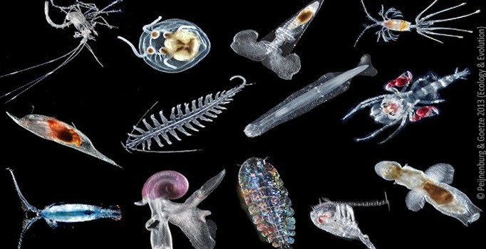 Зоопланктон уровень. Зоопланктон и фитопланктон. Зоопланктоны ракообразные. Зоопланктон и Зообентос. Зоопланктон фация.
