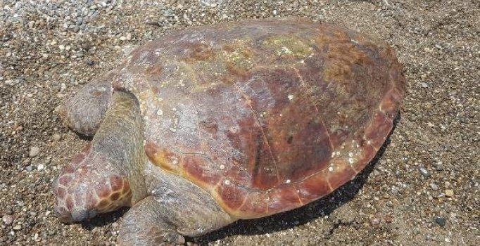 Bunun adı canilik! Caretta caretta tüfekle vurularak öldürüldü