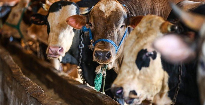 Sadakataşı Derneği, 30 ülkede kurban dağıtacak