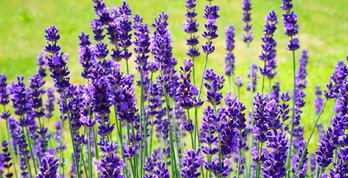 Lavanta nedir? İşte faydaları ve yan etkileri...