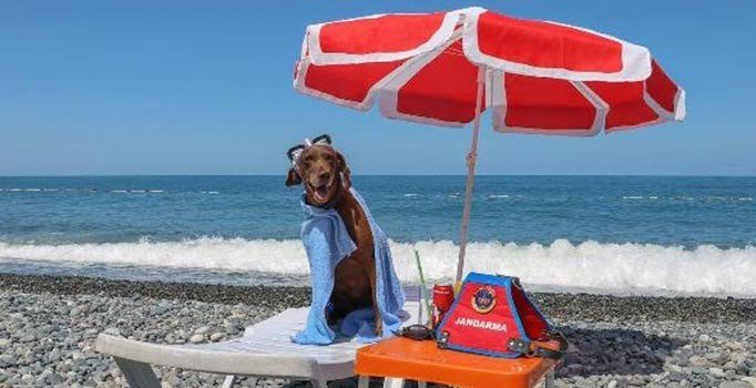 Jandarma'dan uyuşturucu köpeği 'Vuslat'a emeklilik töreni