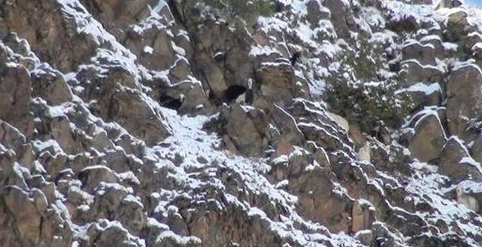 Komandolar, teröristlerin malzeme deposunu imha etti