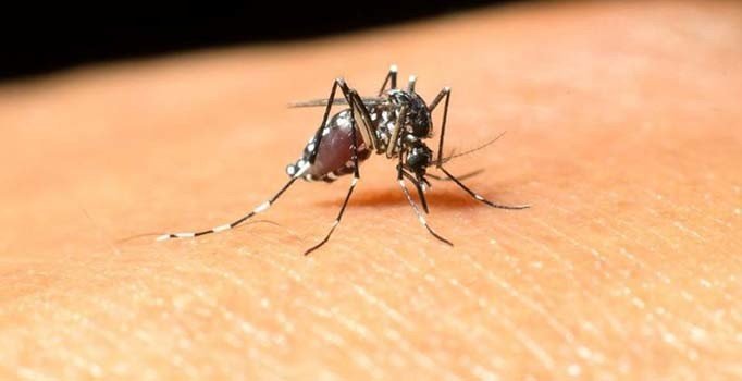 Sağlık Bakanlığı'ndan Batı Nil Virüsü açıklaması: İstanbul'da 4 kişide tespit edildi