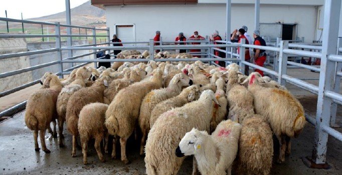 Kurbanlıkların İstanbul'a girişi 27 Temmuz'da başlıyor