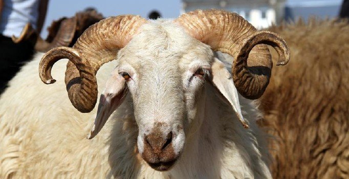 20 milyon kişiye kurban yardımı