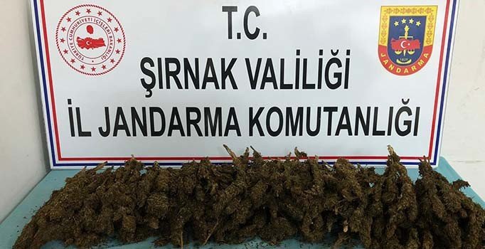 Şırnak'ta menfezde esrar ele geçirildi
