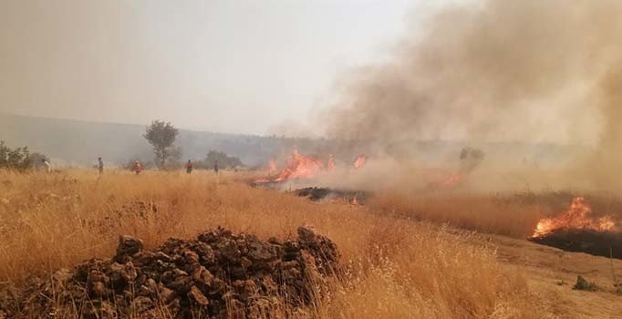 Midyat ve Nusaybin'de 200 hektarlık alan küle döndü