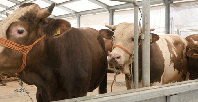 Kurbanlık dana fiyatları | 2019 kurbanlık fiyatı: Kurbanlıklar kente giriş yaptı