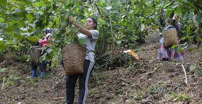 Ordu'da ilk fındık hasadı başladı