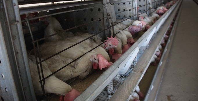 Yumurta üreticileri çözüm bekliyor