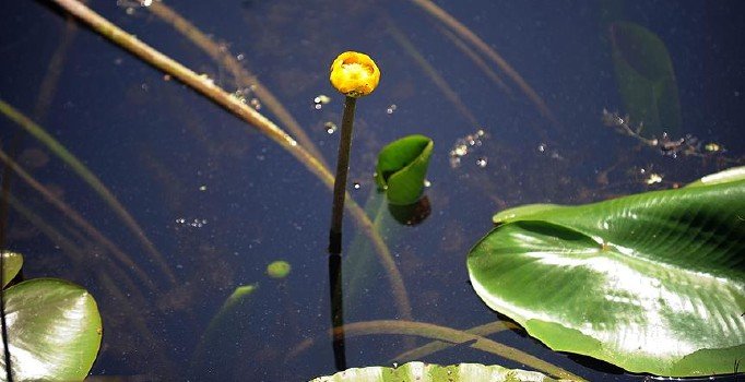 Cumhurbaşkanı Erdoğan'dan 'biyolojik çeşitlilik' genelgesi