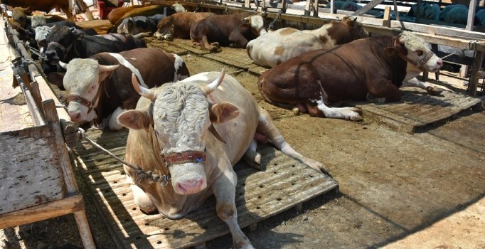 Aliağa’da kurban kesim yerleri belirlendi