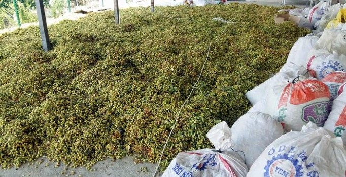 Aydın’da Antep fıstığı hasadı başladı