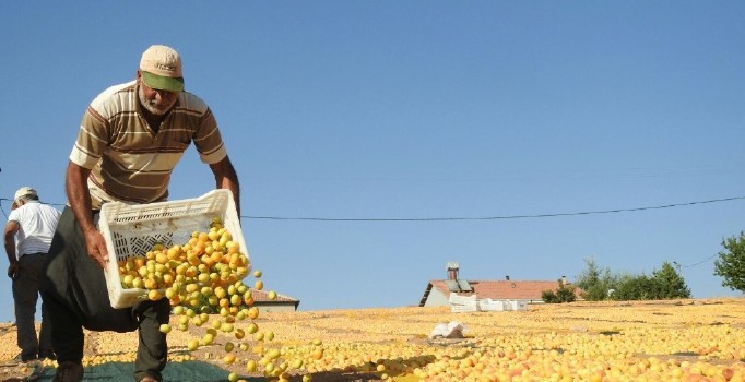 Kayısı ihracatında 251 milyon dolar girdi sağlandı