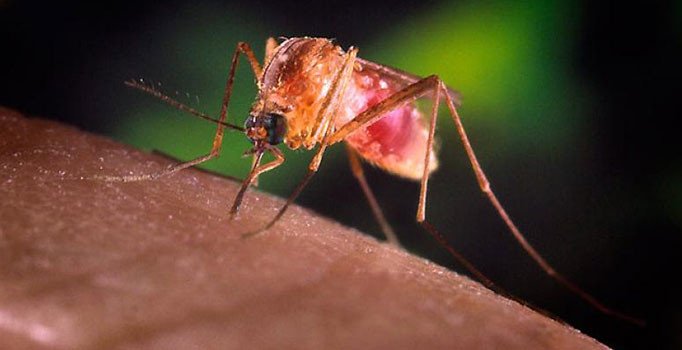 Tekirdağ'da sivrisinek ısırması sonucu Batı Nil Virüsü kapan kadın öldü