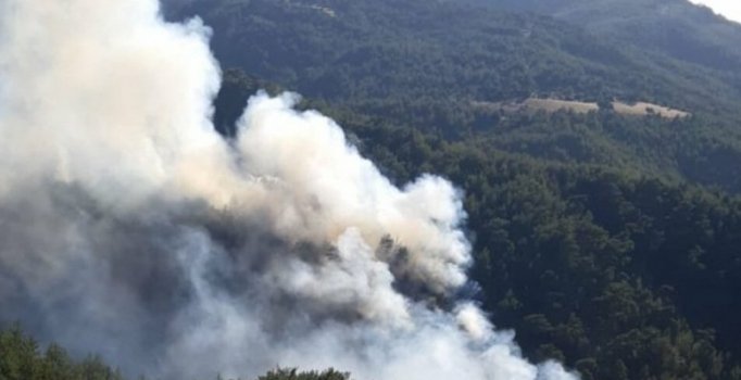 Muğla'da orman yangını