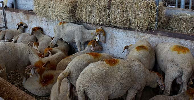 Hayvan yetiştiricilerine sahte para ve çek uyarısı