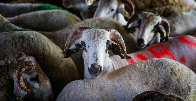 MEB'den 31 bin vatandaşa 'kurban kesimi' eğitimi