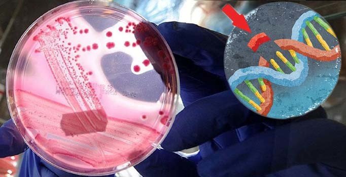 ABD'li doktorlar ilk kez genlerde düzenleme yaptı