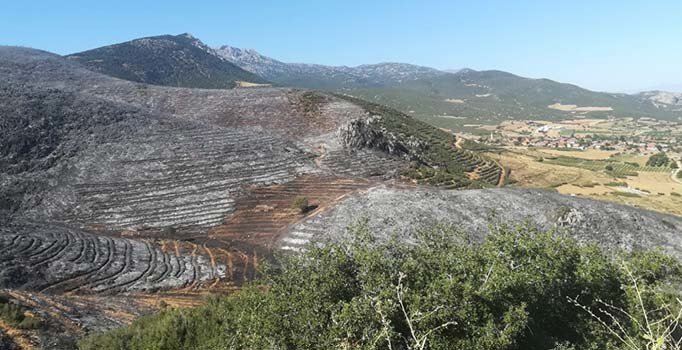 Afyonkarahisar'da orman yangını