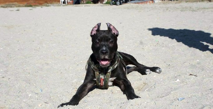 Pitbull cinsi köpeğin saldırısına uğrayan bir kişi ile komşusu yaralandı