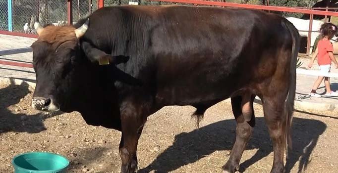 Rize'den Trabzon'a yüzerek kaçan boğa Ferdinand'ın keyfi yerinde