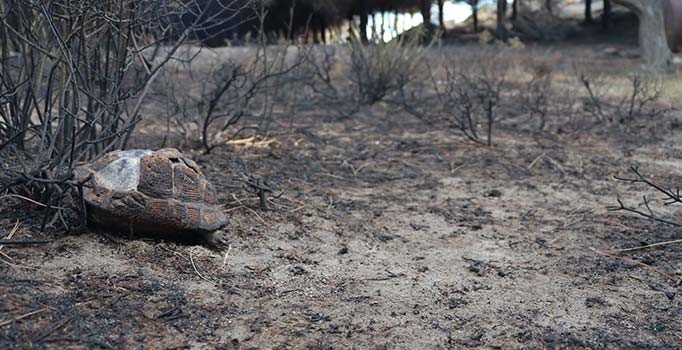 Marmara Adası'ndaki yangınla ilgili bir kişi gözaltına alındı