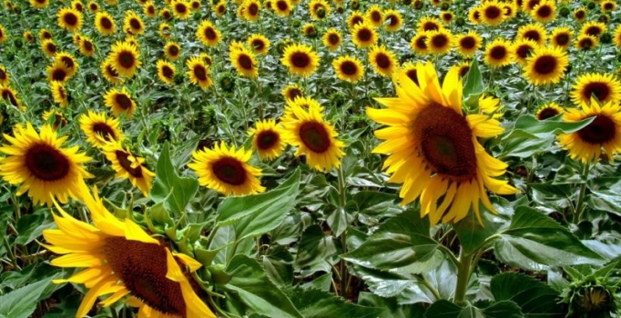 Ayçiçeği üreticisine 1,1 milyon lira destek verilecek