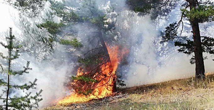 Yozgat'ta orman yangını