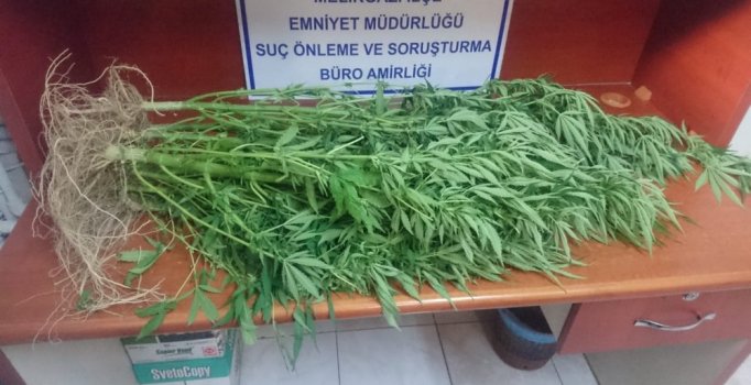 Balkonda Hint keneviri yetiştiren işçiye gözaltı